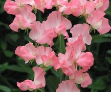 (S) Sweet Pea Evelyn seeds 2g (415076)
