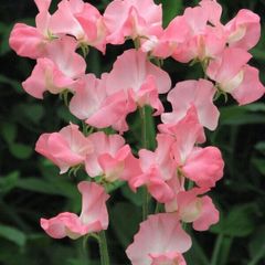 (S) Sweet Pea Evelyn seeds 2g (415076)