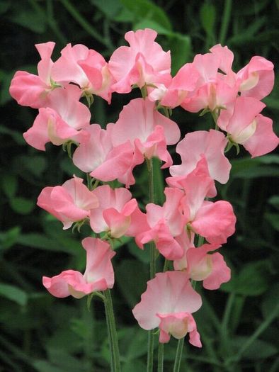 (S) Sweet Pea Evelyn seeds 2g (415076)
