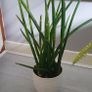 indoor plants Image 3