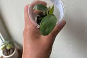 Philodendron Spiritus Sancti