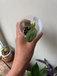 Philodendron Spiritus Sancti