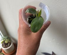 Philodendron Spiritus Sancti