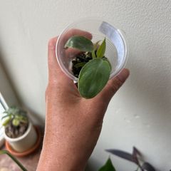 Philodendron Spiritus Sancti