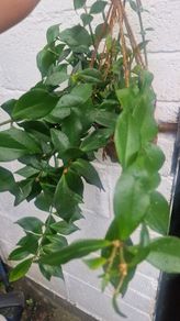 flowerAeschynanthus 'Mona Lisa'