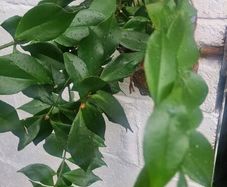 flowerAeschynanthus 'Mona Lisa'