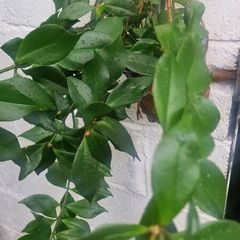 flowerAeschynanthus 'Mona Lisa'