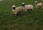 5 Valais Blacknose Breeding Rams for sale