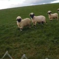 5 Valais Blacknose Breeding Rams for sale