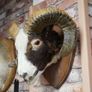 Mounted Rams Head Wall Trophy Image 3