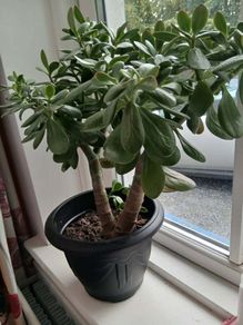 Money tree, Crassula