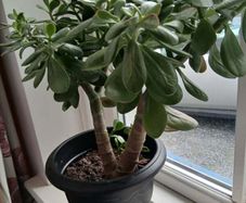 Money tree, Crassula