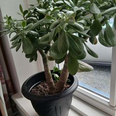 Money tree, Crassula