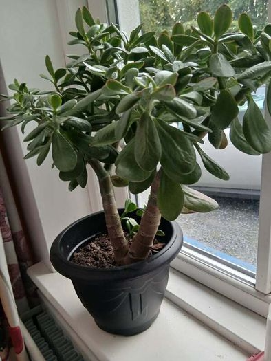 Money tree, Crassula