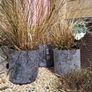 Tall grasses Image 5