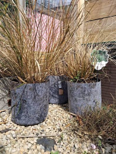 Tall grasses