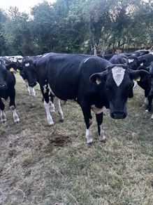 Bullocks