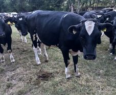 Bullocks