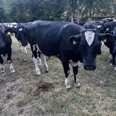 Bullocks