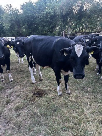 Bullocks