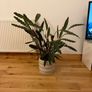 Large plant and pot Image 4