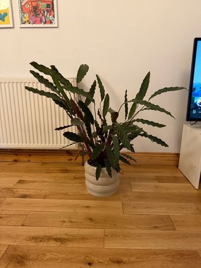 Large plant and pot