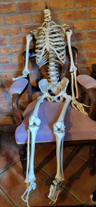 Anatomy Skeleton. H 156 cm approx.
