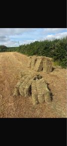 Small Square Bales of Hay