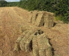 Small Square Bales of Hay