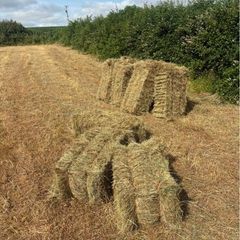Small Square Bales of Hay