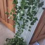 Vine leaves Image 3