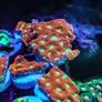 War Coral Favites Pentagone Image 4