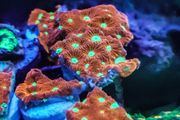 War Coral Favites Pentagone