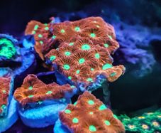 War Coral Favites Pentagone
