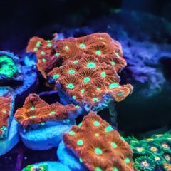 War Coral Favites Pentagone