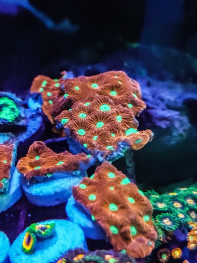 War Coral Favites Pentagone