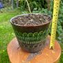 Potted Salvia Hot Lips Image 4