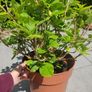 plant Image 3
