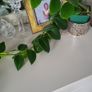 Aeschinantus Mona Lisa. Lipstick plant. House plant. Image 9