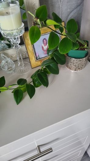 Aeschinantus Mona Lisa. Lipstick plant. House plant.