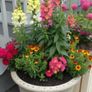 (S) Rainbow Snapdragon Seeds 0.3g (446302) Image 3