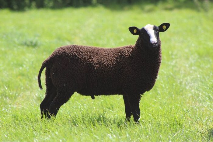 Purebred Zwartbles Ram Lambs & Rams