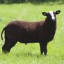 Purebred Zwartbles Ram Lambs & Rams Image 3
