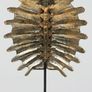 Turtle Shell - Polished Bronze, Signed Image 5