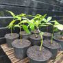 Sweet chestnut trees Image 3