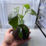 Coconut with Two Anubias Plants Image 6