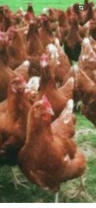free range chickens