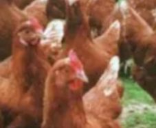 free range chickens