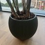 3 Plants w/ Pots (bundle or individual) Image 3
