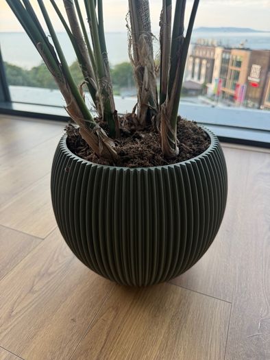 3 Plants w/ Pots (bundle or individual)